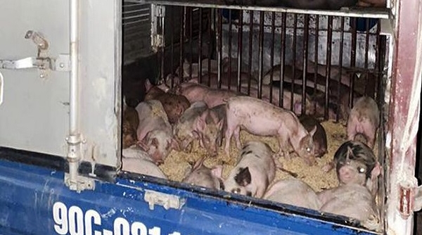 Hà Tĩnh: Bắt giữ ô tô vận chuyển 50 con giống nhiễm dịch tả lợn châu Phi
