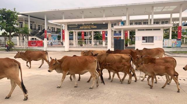 KĐT sinh thái Golden Hills (Đà Nẵng): Nạn bò thả rông đến lúc nào chấm dứt?