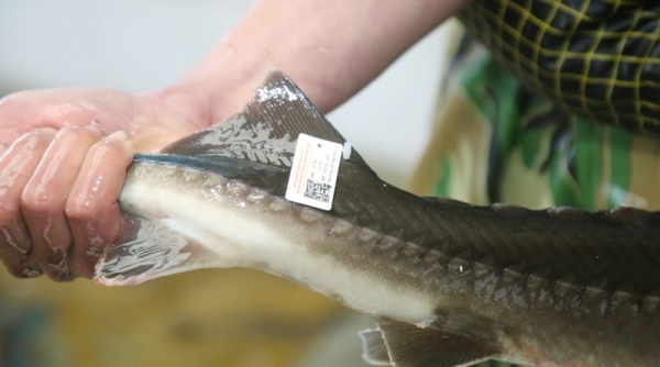 Gắn tem truy xuất nguồn gốc cho cá tầm, cá hồi tại Lào Cai