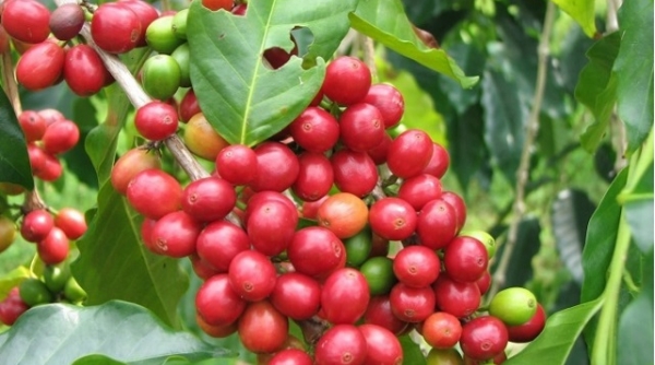 Giá cà phê ngày 18/4: Thị trường trong nước hướng tới mốc 33.000 đồng/kg