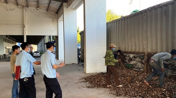 Quảng Trị: Chi Cục Hải quan Lao Bảo phát hiện 24 tấn than ngụy trang dăm gỗ xuất khẩu