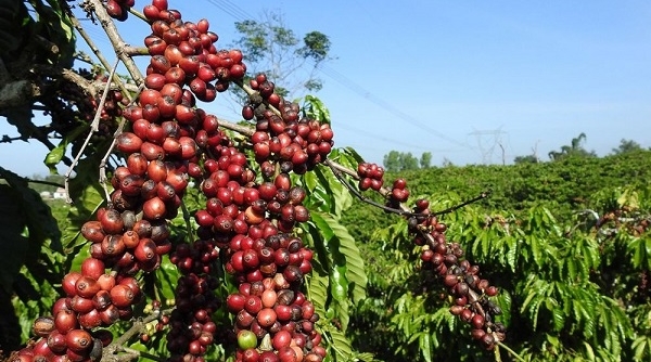 Giá cà phê ngày 21/4: Giao dịch trong khoảng 32.100 - 33.000 đồng/kg