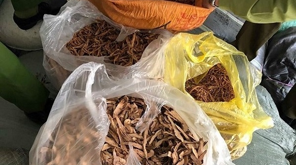 Lạng Sơn: Tiếp tục thu giữ gần 1 tấn nguyên liệu thuốc bắc không rõ nguồn gốc