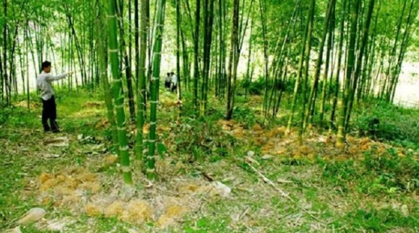 Thanh Hóa: Phân bổ vốn ủy thác trồng rừng thay thế cho các địa phương