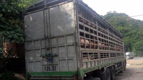 Thanh Hóa: Phát hiện 240 con lợn nhiễm dịch tả lợn châu phi trên đường tiêu thụ