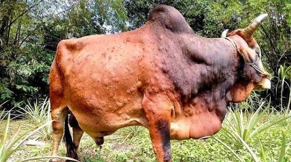 Thanh Hóa: Tiêu huỷ hơn 720 con trâu, bò bị bệnh viêm da nổi cục