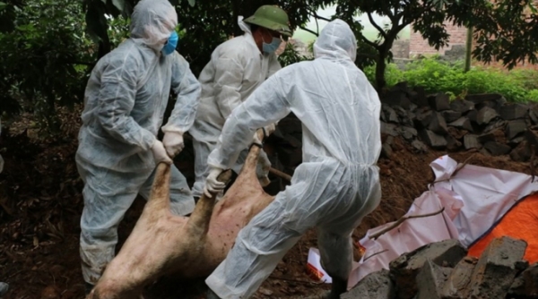Huyện Vân Đồn (Quảng Ninh): Xuất hiện bệnh dịch tả lợn Châu Phi ở xã Vạn Yên
