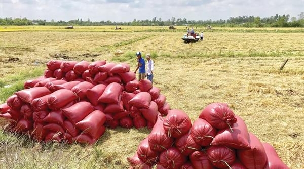 Philippines giảm thuế nhập khẩu đối với gạo