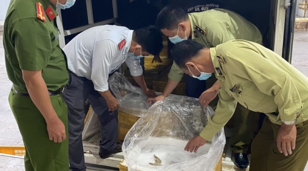 Kiên Giang: Phát hiện 300 kg tôm chứa tạp chất