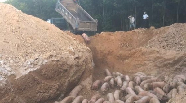 Quảng Trị: Tiêu hủy gần 1.000 con heo nhập khẩu bị nhiễm dịch