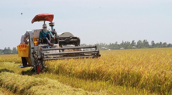 Cuối tuần, thị trường lúa gạo giao dịch trầm lắng