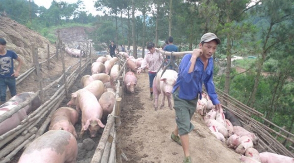 Xuất khẩu lợn sang Campuchia cần đáp ứng đầy đủ yêu cầu kiểm dịch