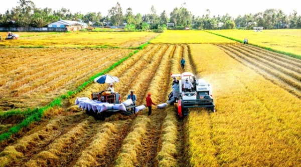 Việt Nam tiếp tục đứng thứ 2 về xuất khẩu gạo