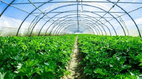 Thanh Hóa: Hỗ trợ tiêu thụ sản phẩm cho các sản phẩm nông nghiệp tiềm năng