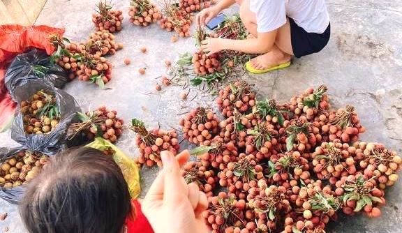 Đà Nẵng: Hỗ trợ tiêu thụ 16 tấn vải thiều cho Bắc Giang