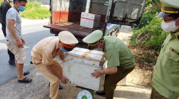 Quản lý thị trường tỉnh Phú Thọ: Ngăn chặn trên 100 kg lòng lợn đã bốc mùi hôi thối