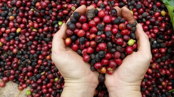 Giá cà phê ngày 9/6: Đồng loạt quay đầu giảm mạnh trên thị trường thế giới