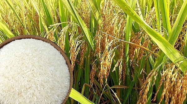 Giá lúa gạo ngày 11/6: Duy trì ổn định