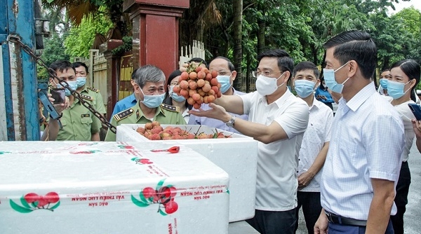 Cục Quản lý thị trường Vĩnh Phúc đã kết nối, hỗ trợ Bắc Giang tiêu thụ hơn 52 tấn vải thiều