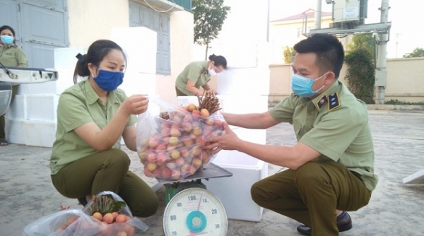 Cục Quản lý thị trường tỉnh Thanh Hóa hỗ trợ tiêu thụ hơn 110 tấn vải thiều Bắc Giang