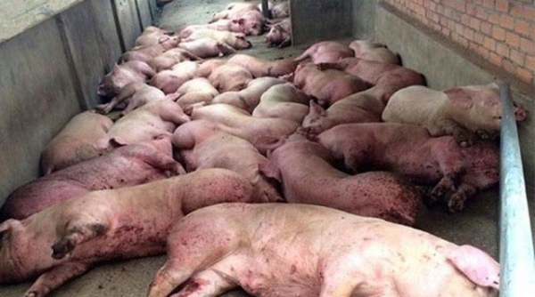 Thanh Hóa: Công điện khẩn về ngăn chặn bệnh dịch tả lợn châu Phi