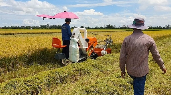 Giá lúa gạo ngày 25/6: Gạo nguyên liệu xuất khẩu và nội địa giảm