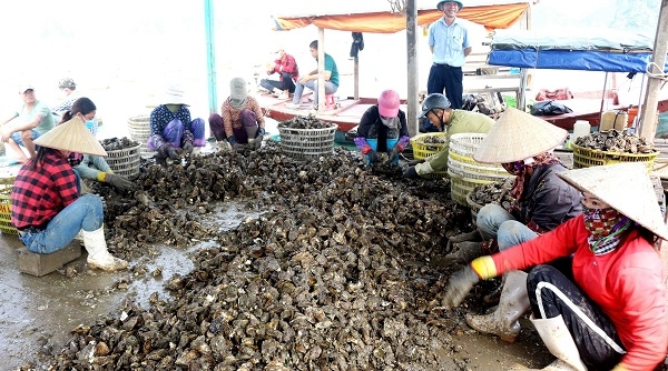 Vân Đồn (Quảng Ninh): Giám sát an toàn thực phẩm đối với ngao hai cồi và hàu Thái Bình Dương