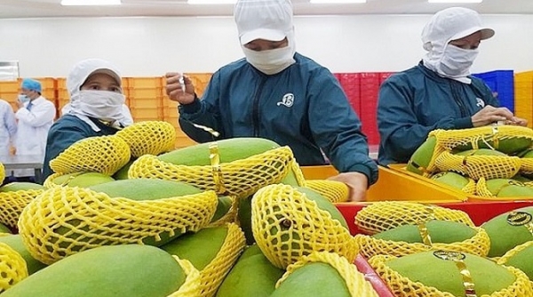 Xuất khẩu rau quả sang Trung Quốc tăng trưởng tích cực