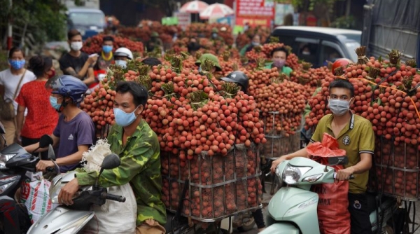 Bắc Giang: Gần 65% vải thiều được tiêu thụ tại thị trường nội địa