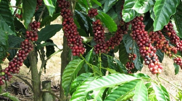 Giá cà phê ngày 11/7: Trong nước tiếp tục tăng 500 đồng/kg