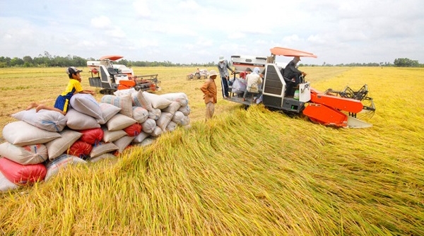 Giá lúa gạo ngày 23/7: Duy trì ổn định