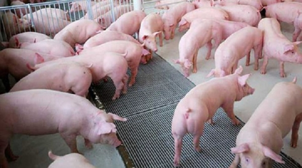 Giá lợn hơi hôm nay 26/7: Tiếp đà giảm nhẹ tại hai miền Nam – Bắc