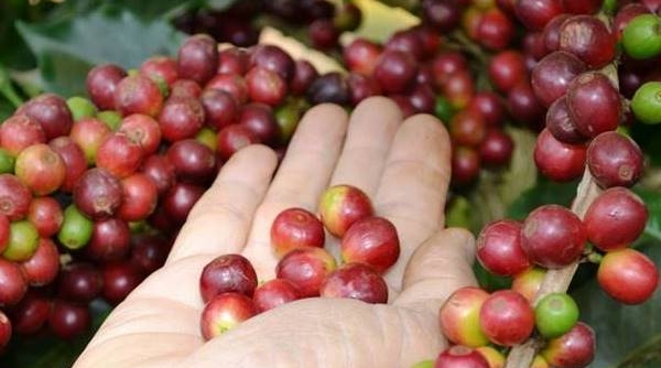 Giá cà phê ngày 1/8: Giao dịch trong khoảng 35.900 - 36.900 đồng/kg