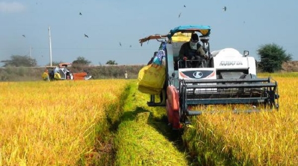 Bộ Nông nghiệp và Phát triển nông thôn đề xuất mua dự trữ lúa gạo quốc gia
