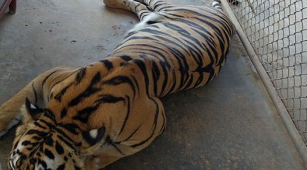 Nghệ An: Đột kích cơ sở nuôi nhốt 17 cá thể hổ trái phép
