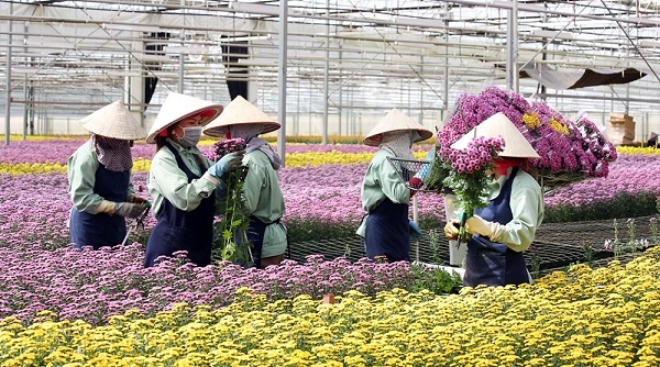100 triệu cành hoa, hàng trăm tấn rau quả ở Lâm Đồng cần được hỗ trợ tiêu thụ