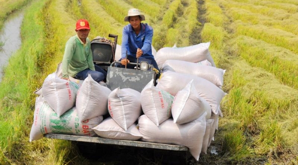 Ngân hàng Nhà nước yêu cầu các tổ chức tín dụng nới hạn mức cho vay lúa gạo