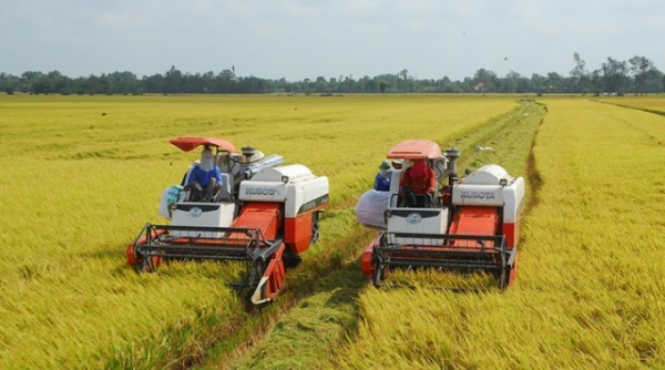 Bộ Công Thương kiến nghị tạo thuận lợi cho doanh nghiệp tiếp cận nguồn vốn thu mua thóc, gạo