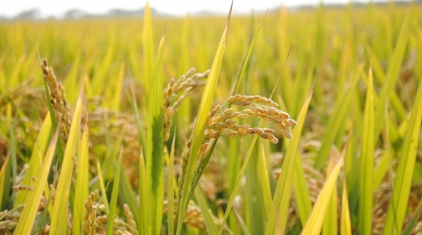 Bộ công thương: Kiến nghị mở “luồng xanh” cho vận tải đường thủy để tiêu thụ lúa gạo