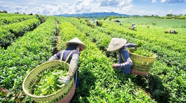 Australia tăng nhập khẩu chè từ Việt Nam