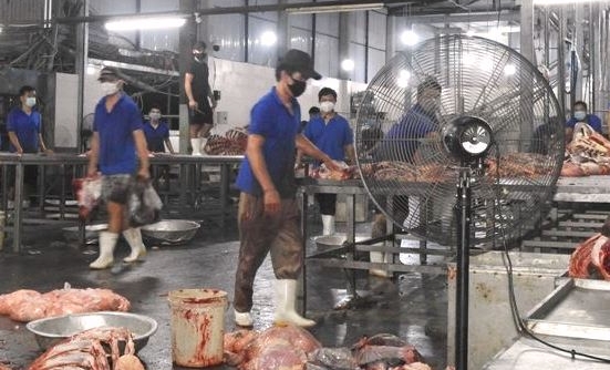 Đà Nẵng: Lò mổ Đà Sơn hoạt động lại, cung ứng 10,5 tấn thịt heo, bò cho thị trường