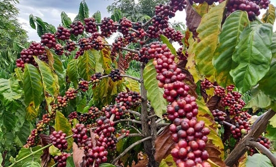Giá cà phê ngày 26/8: Tăng vọt 800 - 900 đ/kg tại các địa phương trọng điểm