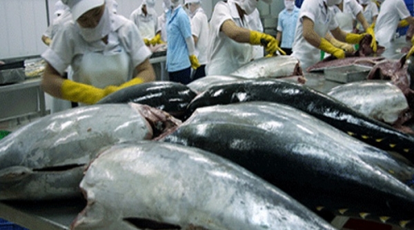 Xuất khẩu cá ngừ của Việt Nam đang chững lại