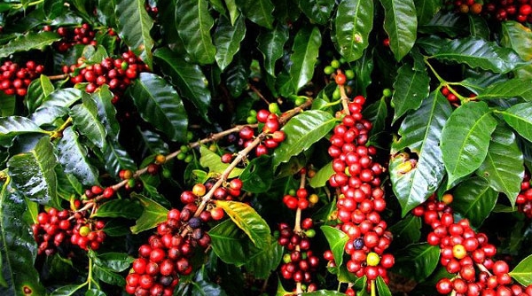 Giá cà phê ngày 28/8: Tăng nhẹ tại các vùng trồng trọng điểm