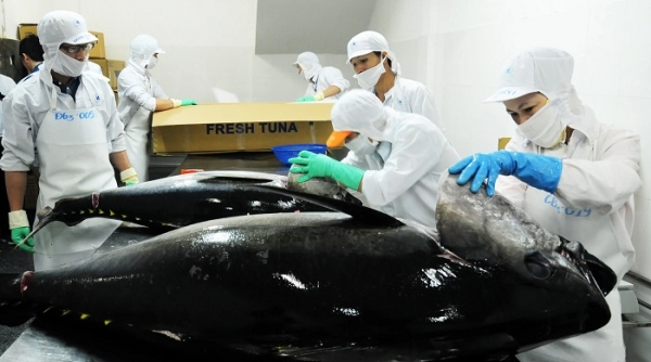 Chi phí vận chuyển tăng chóng mặt khiến xuất khẩu cá ngừ gặp khó