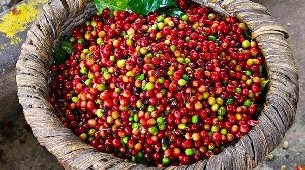 Giá cà phê ngày 3/9: Trong nước giữ mốc 40.000 đồng/kg