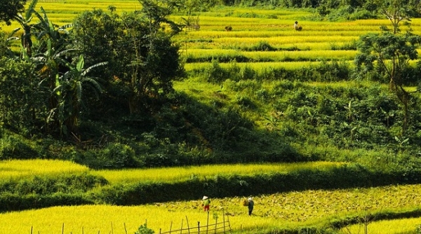 Thanh Hóa: Hướng dẫn thu hoạch lúa vụ thu mùa 2021 trong điều kiện thực hiện giãn cách xã hội