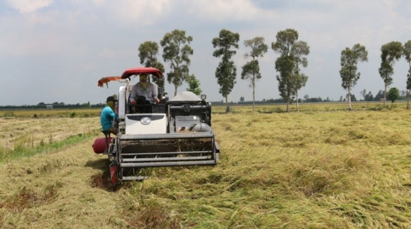 Agribank kịp thời cung ứng vốn phục vụ thu mua lúa gạo tại Đồng bằng sông Cửu Long