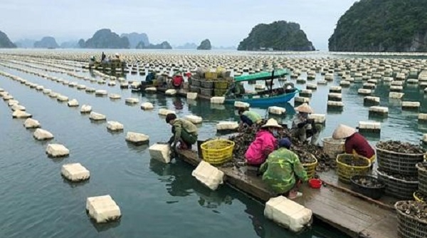 Quảng Ninh: Lên kế hoạch hỗ trợ tiêu thụ thủy sản mùa dịch Covid-19