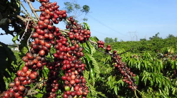Giá cà phê ngày 16/9: Tăng liên tiếp 100 - 300 đồng/kg